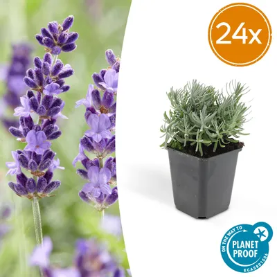 Produktbild von Lavandula 'Hidcote' | 24 Stück - 10-25cm - Ø9cm - Gartenpflanze