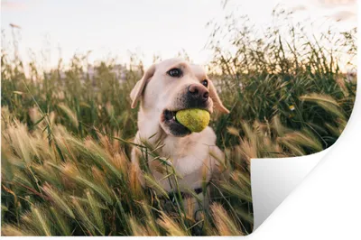 Produktbild von MuchoWow® Wandtattoo Wandsticker Wandaufkleber Labrador Retriever spielt mit einem Tennisball im Gras 30x20 cm Selbstklebend und Repositionierbar - Wierderverwendbar - Selbstklebend