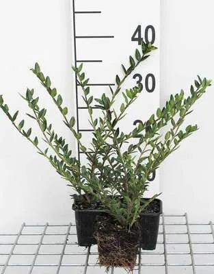 Obrázok produktu pre 12 x Lonicera pileata - Zimolez plazivý - kvetináč 9 cm x 9 cm