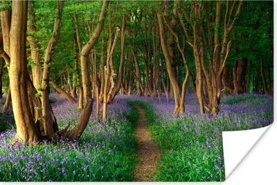 Produktbild von MuchoWow® Poster Wald - Weg - Blumen 30x20 cm - Plakate - Print