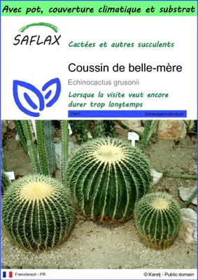 Image de SAFLAX Garden to go - Coussin de belle-mère - 40 graines - Echinocactus