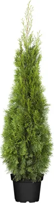 Thuja occidentalis 'Smaragd', Lebensbaum, immergrün, 100–120 cm