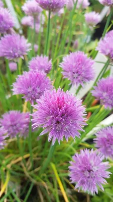 Image de Allium schoenoprasum (Multi-Bulbe) / Ciboulette