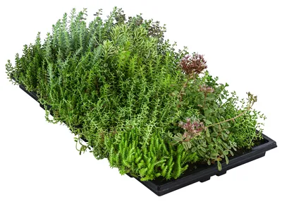 Produktbild von Dehner Pflanzenmatte für Dachbegrünung, Gründach mit Fetthenne, verschiedene Sorten, 50 x 30 cm, für Flachdächer / Schrägdächer bis max. 30 Grad-Winkel
