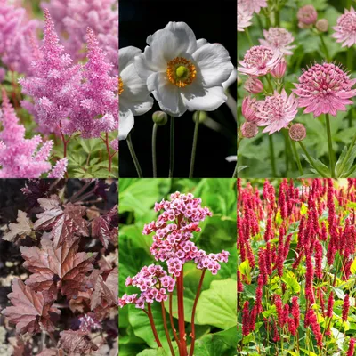 Produktbild von Green boutiQ - Stauden - Beetpaket - Schatten - Verschiedenes - Arten und Farben - 6 Pflanzen - Topf 11cm - Höhe 15-25cm