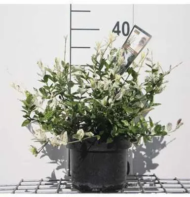 Produktbild von Euonymus fort. 'Harlequin' - Korkflügelstrauch 20- 30 cm Container