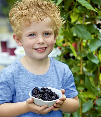 Produktbild von BALDUR Garten 1x Maulbeere BonBon Berry®, Pflanze im 13 cm-Topf, Morus rotundiloba, Mojobeere, Beerenobst, selbstfruchtend, trägt im ersten Jahr Früchte, winterhart, mehrjährig