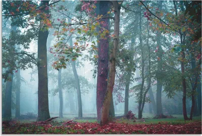 Produktbild von ARTland Wandbild Alu für Innen & Outdoor Nebel im Wald Größe: 120x80 cm