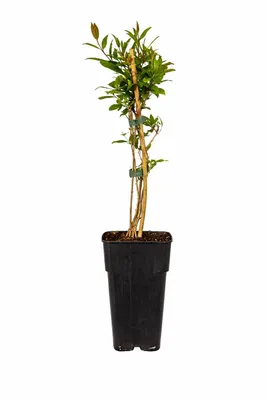 Image de Punica granatum Plante de grenade 50-70 cm en pot - Plante ornementale & arbuste fruitier pour jardin, balcon & terrasse
