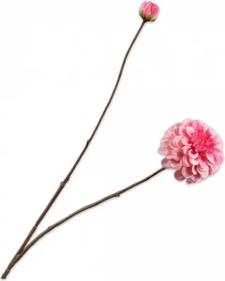 Produktbild von Silk-ka Künstliche Blume – Seidenblume Dahlienzweig rosa 86 cm pro 2 Stück