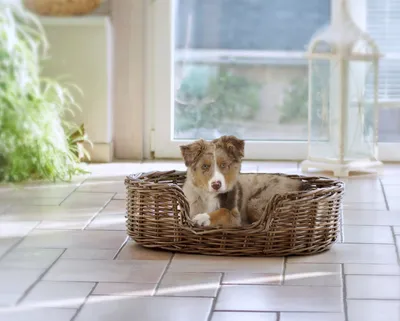 Produktbild von Silvio Design Hunde Heimtierbett Strolchi L