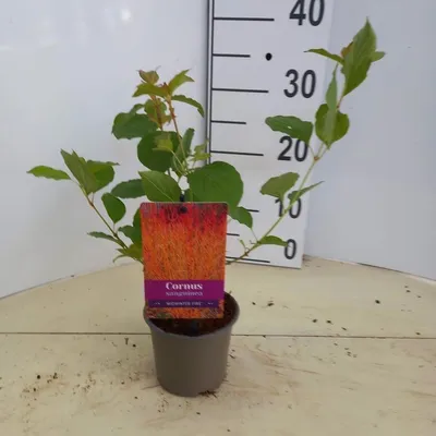 Immagine prodotto di Cornus sanguinea 'Midwinter Fire' - Corniolo | 25-30 cm in vaso