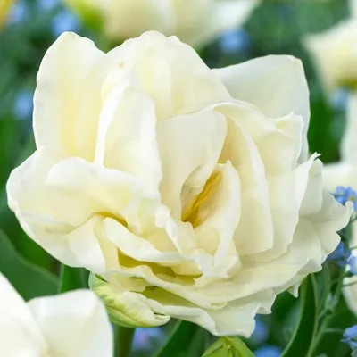 Obrázek produktu pro Cibule tulipánů, mrazuvzdorné, víceleté – Double White Passion – 20 cibulí – Autentické rostliny z Holandska – Cibule tulipánů vhodné do zahrady, do květináčů a na balkon (velké cibule, žádná semena, ne umělé)