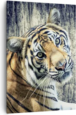 Produktbild von Bild auf Leinwand - Leinwandbild - Einteilig - Indien stein tiger wild - 70x100cm - Wand Bild - Wanddeko - Wandbilder - Leinwanddruck - Wanddekoration - Leinwand bilder - Wandbild - PA70x100-2464