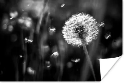 Produktbild von MuchoWow® Poster Löwenzahn - Schwarz - Weiß - Pflanze 120x80 cm - Bilder