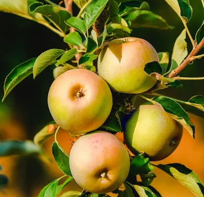 Produktbild von Säulenapfel `Lopini´® (einjährig) Säulenapfelbaum