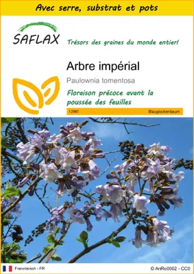 Image de SAFLAX Ensemble de culture - Arbre impérial - 200 graines - Paulownia