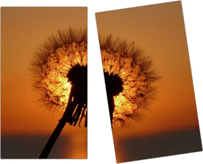 Produktbild von Spritzschutz Herdabdeckplatte Schneidebrett aus Glas Löwenzahn im Sonnenlicht 2-Teilig (60x52cm)