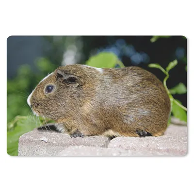Produktbild von MuchoWow® Mauspad Mousepad Meerschweinchen-Porträt 27x18 cm - Mousepads - Maus Mat - Pad - Mausunterlage - Büroartikel - Desk Matten