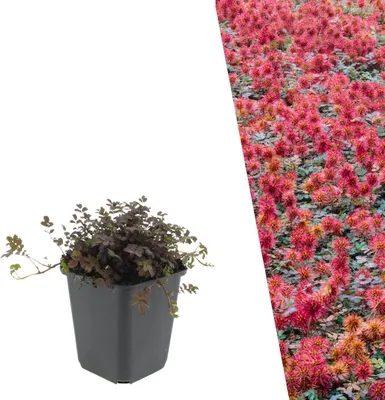 Produktbild von Plants by Frank | 48 Stachelnuss Pflanzen | Acaena Microphylla 'Kupferteppich' | Bodendecker | Winterhart | Mehrjährig | Stauden | Niedrigbleibend | Gartenpflanzen