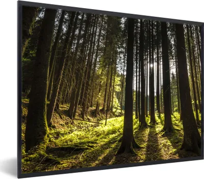 Produktbild von MuchoWow® Gerahmtes Poster Baum - Natur - Sonne - Wald 80x60 cm - Poster mit Schwarzem Bilderrahmen Wandposter Rahmen Foto Bilder - Schwarzem - Mit Gestell