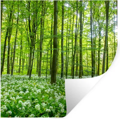 Produktbild von MuchoWow® Wandtattoo Wandsticker Wandaufkleber Wald - Bäume - Grün 80x80 cm Selbstklebend und Repositionierbar - Wierderverwendbar - Selbstklebend