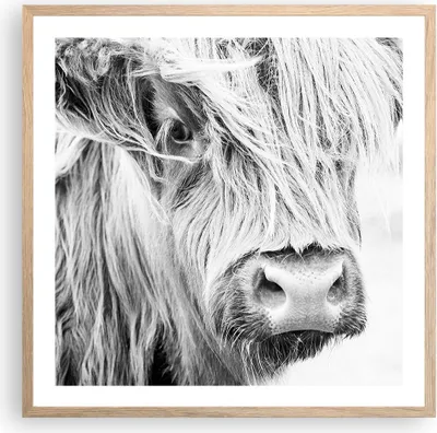 Produktbild von Gerahmtes Poster - Rahmen in heller Eiche - Kuh Scotch Tier - 60x60 cm - Wand Bild - Wanddeko - Wandbilder - Kunstposter - Wandposter - Bilderrahmen - Bilder - Kunstdruck - P2NAC60x60-5129