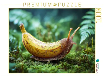 Produktbild von CALVENDO Puzzle Bananenschnecke | 1000 Teile Lege-Größe 64x48cm Foto-Puzzle für glückliche Stunden