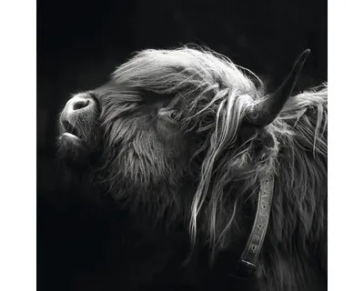 Produktbild von Glasbild Scottish Highland Cattle III GLA2148 50x50 cm