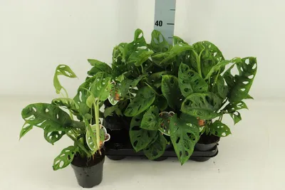 Produktbild von Monstera obliqua Monkey Leaf 30-40 cm - MONSTERA MONKEY MASK - Fensterblatt - Affenmaske - Monstera adansonii
