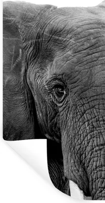 Produktbild von MuchoWow® Wandtattoo Wandsticker Wandaufkleber Elefant - Tiere - Schwarz - Weiß - Natur 60x120 cm Selbstklebend und Repositionierbar - Selbstklebend - Fototapeten