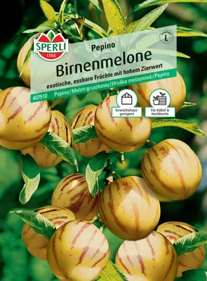 Produktbild von Birnenmelone Melonenbirne Pepino Sperli Gemüsesamen