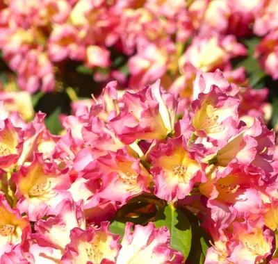 Immagine prodotto di Rhododendron Hybride " Fire and Flame " Rosa alpina alta 40 - 50 cm