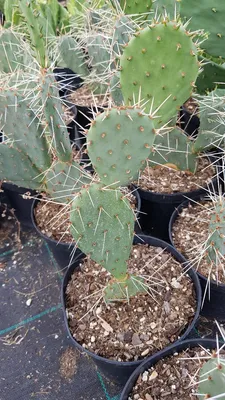 Image de Opuntia phaeacantha ‘Storytelling 1'