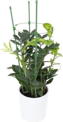 Produktbild von Pflanzenstütze Strauchstütze halbrund grün Staudenhalter Blumenhalter 75cm