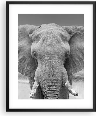 Produktbild von Gerahmtes Poster - Schwarzer Rahmen - Elefant Afrika Tier - 40x50 cm - Wand Bild - Wanddeko - Wandbilder - Kunstposter - Wandposter - Bilderrahmen - Bilder - Kunstdruck - P2BPA40x50-5072