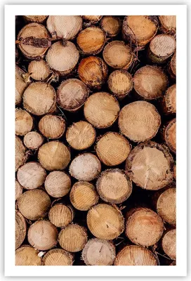 Produktbild von Poster - Poster ohne Rahmen - Holz Baumstämme Stämme - 61x91,5 cm - Wand Bild - Wanddeko - Wandbilder - Kunstposter - Wandposter - Bilder - Kunstdruck - Wanddekoration - Wandbild - P2XPA61x91-4864