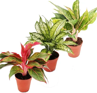 Obrázok produktu pre Pestrá ni? - sada 3 rôznych rastlín rastliny - Aglaonema 12cm
