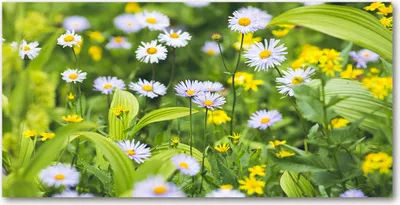 Produktbild von Tulup® Glas-Bild - 100x50 -Wandkunst - Wandbild hinter gehärtetem Sicherheitsglas  - Blumen & Pflanzen - Gänseblümchen - Grün