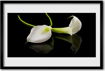 Produktbild von Bild 60x40 MDF-Rahmen Wandkunst Blumen Pflanzen