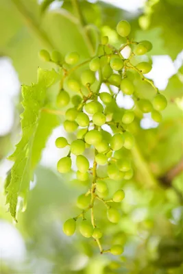 Produktbild von Vitis vinifera 'Muskateller', Weinrebe, 80–100 cm