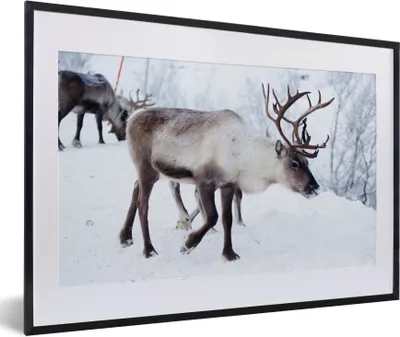 Produktbild von MuchoWow® Gerahmtes Poster Ein Weihnachtsfoto von Rentieren entlang der Straßen von Kilpisjarvi, Finnland 60x40 cm - Poster mit Schwarzem Bilderrahmen Wandposter Rahmen Foto Bilder - Schlafzimmer - Plakat in Rahmen - Drucken