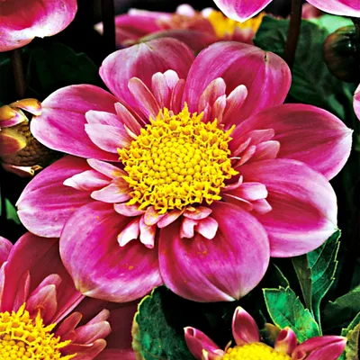 Produktbild von Dahlie Blüten Sommerblumen Herbstblumen Anemonenblütige Dahlie Hartenaas 1 St.