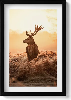 Produktbild von Hirsche bei Sonnenaufgang– Wandbild mit Rahmen – Gerahmtes Bild  – Wanddekoration – 40x60 cm –  Schwarz