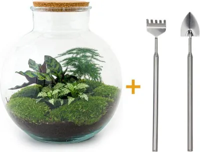 Immagine prodotto di Terrario fai da te - Bolder Bob - ↕ 30 cm