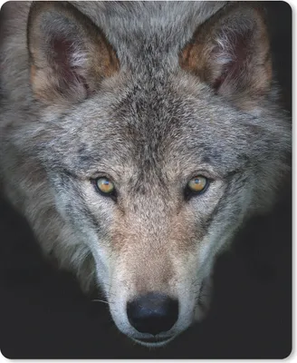 Produktbild von MuchoWow® Mauspad Mousepad Wolf - Porträt - Schwarz 19x23 cm - Mousepads - Maus Mat - Pad - Mausunterlage - Mauspads - Spielen