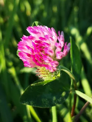 Produktbild von 10.000 Samen Rotklee (Trifolium pratense) – Wiesenklee & Bienenweide | Mehrjährige Blühpflanze für Garten, Wiese & Gründüngung