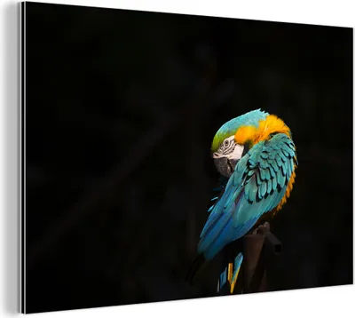Obrázok produktu pre Nástenná dekorácia Kovový kovový obraz Wall Art 30x20cm Portrét nie Muchowow Hliníkové obrazy