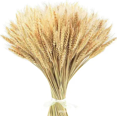 Produktbild von Getrocknete Weizenstiele, getrocknete Weizenstiele zur Dekoration, 100 x Trockenblumen, Kunstblumenarrangement, getrocknete Weizenstiele, natürliche getrocknete Weizenkornblumen für den Esstisch