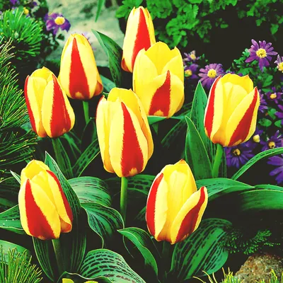 Zdjęcie produktu dla Tulipan Niski Kaufmanna Gluck 5 szt. Tulipany Cebulki Tulipanów Cebule